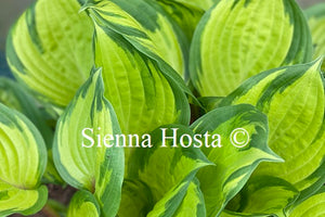 Hosta 'Volcano Island'