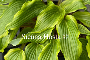 Hosta 'Lady Luck'