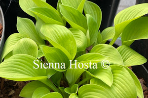 Hosta 'Gold Bug'