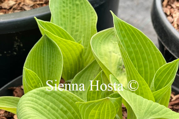 Hosta 'Sulphur Glory'