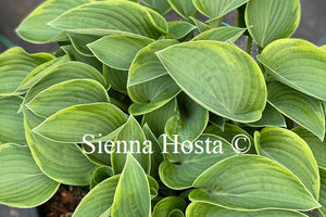 Hosta 'Torchlight'