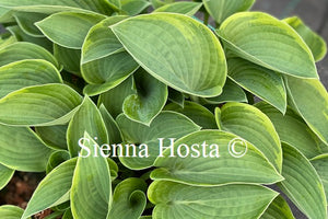 Hosta 'Torchlight'