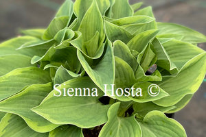 Hosta 'Veronica Lake'