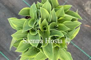 Hosta 'Veronica Lake'