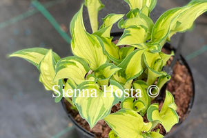 Hosta 'Chelsea Babe'