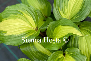 Hosta 'Raspberry Sundae'