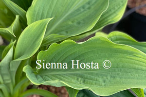 Hosta 'Wunderbar'