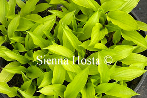 Hosta 'Golden Woge'