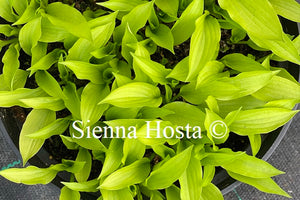 Hosta 'Golden Woge'