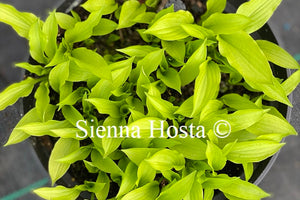 Hosta 'Golden Woge'