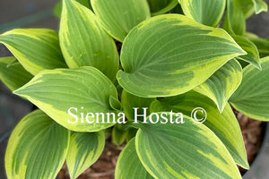 Hosta 'Lacy Belle'