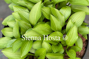 Hosta 'Small Parts'