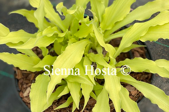 Hosta 'Wiggles and Squiggles'