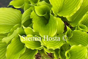 Hosta 'Dancing Queen'