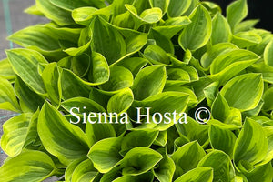 Hosta 'Golden Tiara'