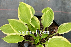Hosta 'Verna Jean'