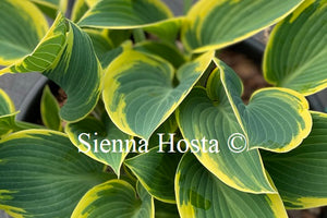 Hosta 'First Frost'