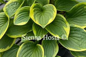 Hosta 'Winsome'
