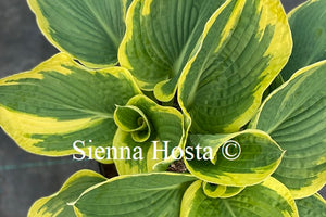 Hosta 'Paradise Expectations'