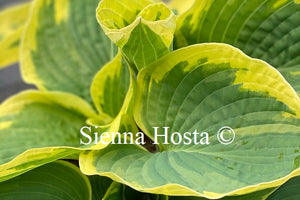 Hosta 'Paradise Expectations'