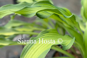 Hosta 'Hawaiian Luau'