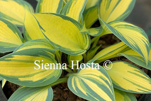 Hosta 'Remember Me'