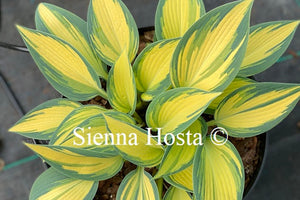 Hosta 'Remember Me'