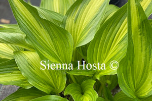 Hosta 'Cascades'