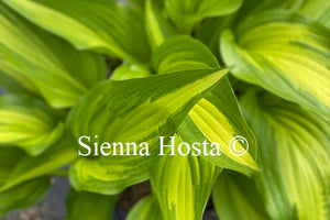 Hosta 'Cascades'