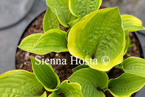 Hosta 'Fireplace'