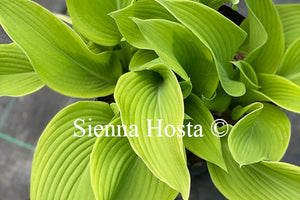 Hosta 'Sun Power'