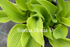 Hosta 'Sun Power'