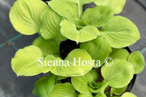 Hosta 'Wylde Green Cream'