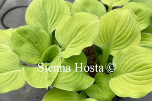 Hosta 'Wylde Green Cream'