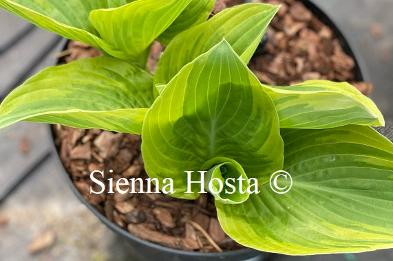 Hosta 'Wintergreen'