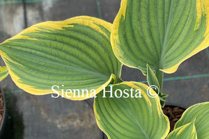 Hosta 'Super Sagae'