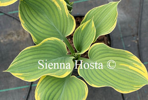 Hosta 'Super Sagae'