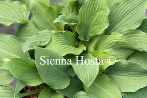 Hosta 'Metallica'