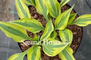 Hosta 'Bright Star'