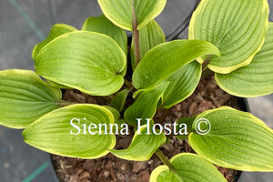 Hosta 'Red Alert'