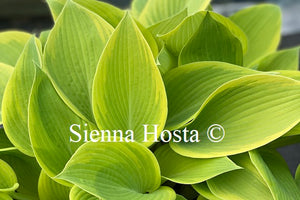 Hosta 'Apple Candy'