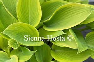 Hosta 'Apple Candy'