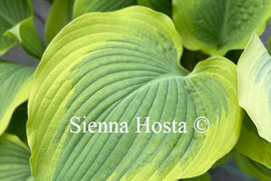 Hosta 'Seducer'