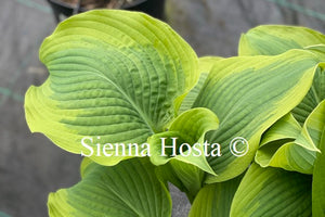 Hosta 'Seducer'