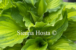 Hosta 'Amalia'