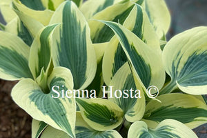 Hosta 'Firn Line'