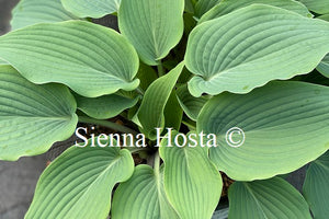 Hosta 'Theo's Blue'
