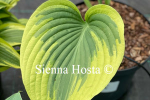 Hosta Pie a la Mode