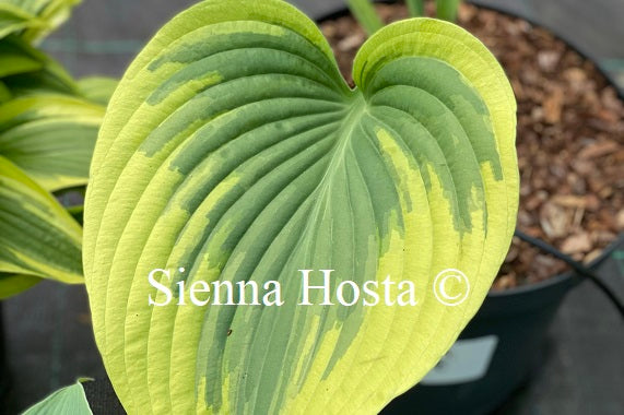 Hosta Pie a la Mode