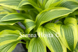 Hosta 'Bold Ribbons'